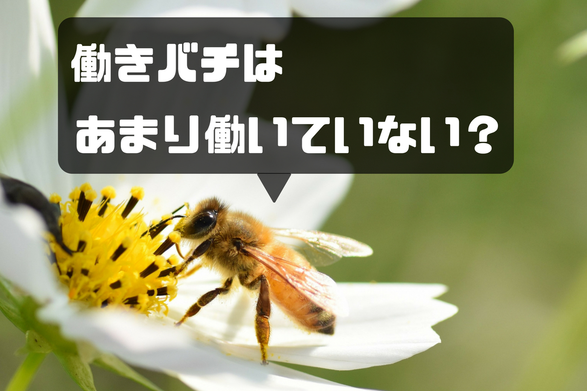 ミツバチの働きバチは1日に6時間しか働かない 雑学ゆるコラム