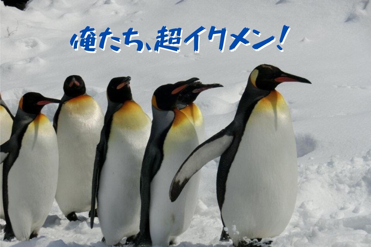 皇帝ペンギンのオスは 4カ月断食 して卵を温める超イクメン 雑学ゆるコラム
