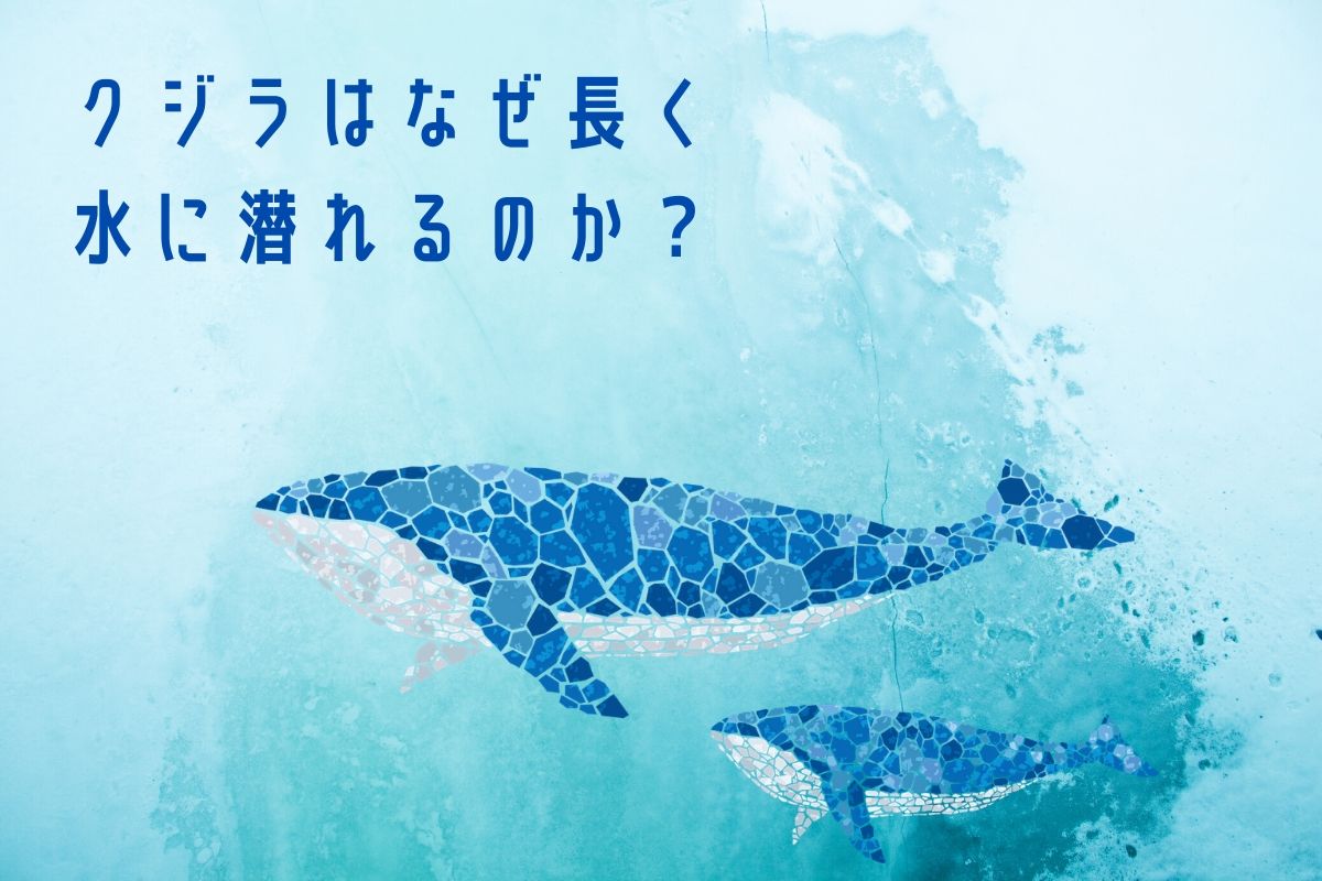 クジラはどうして長く水に潜れるのか 雑学ゆるコラム