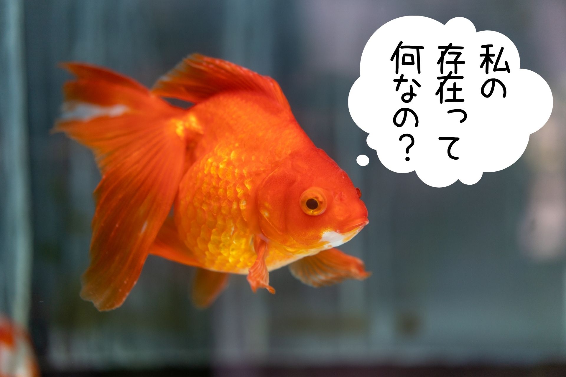 金魚ってそもそも何の魚 雑学ゆるコラム